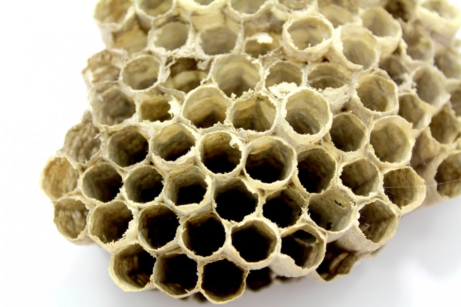 pierzga pszczela zastosowanie